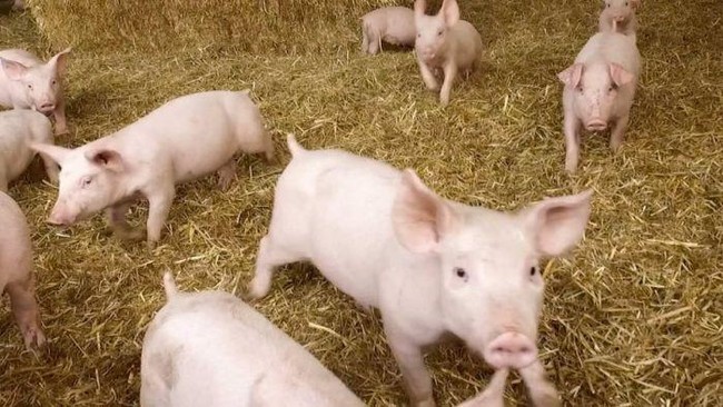 Kisah Bisnis Babi Hasilkan Kekayaan Rp 196 Triliun