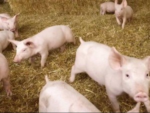 Babi di China Picu Harga Kedelai Mahal? Ekonom: Ngawur!