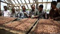 Biji kakao dijemur. Tampak Dirjen Pembangunan Kawasan Perdesaan Johozua M. Yoltuwu (tiga dari kanan) meninjau proses pengeringan biji kakao.