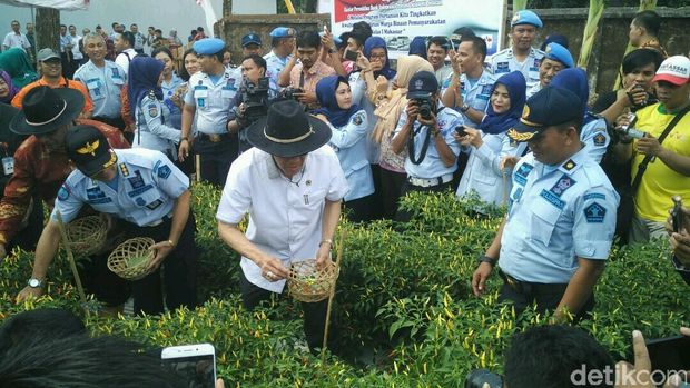 Menkum HAM Yasonna Laoly panen cabai (Foto: Aditya Fajar/Detikcom)