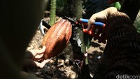 Buah kakao dipetik dengan cara dipotong tangkainya menggunakan gunting.