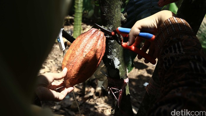 RI Punya Kebun Luas, Tapi Kakao Masih Bergantung Impor