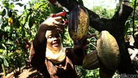 Petani memanen kakao di Dusun Gambiran, Gunung Kidul.