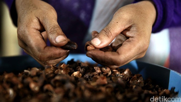 Indonesia Ingin Jadi Produsen Kakao Terbesar Kedua Dunia