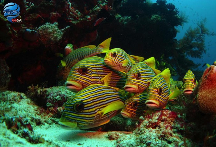 Dukung Dives Site Indonesia agar Jadi Langganan Juara Dunia