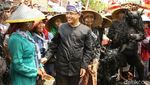 Cuma di Banyuwangi, Tradisi Kebo-keboan yang Seru