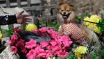 Tradisi Unik Ziarah Makam Hewan Peliharaan di China
