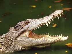 Waduh, Kawanan Buaya Ngumpul di Gorong-gorong
