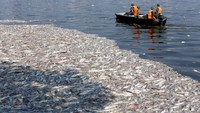 Puluhan ton ikan berbagai jenis menghebohkan warga setempat setelah ditemukan mengambang mati di danau seluas 500 hektare tersebut. REUTERS/Kham.