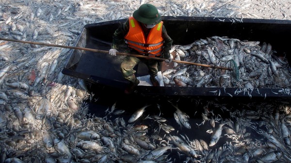 Danau Tercemar, Ribuan Ikan Mati