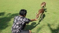 Layaknya cagar alam, traveler dapat melihat aneka ragam flora dan fauna. Yang asyiknya, traveler bisa berinteraksi langsung dengan sejumlah rusa dan monyet yang masih liar (Randy/detikTravel)