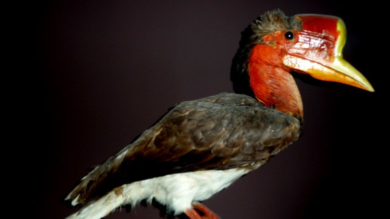  Gambar Burung Rangkok Kalimantan