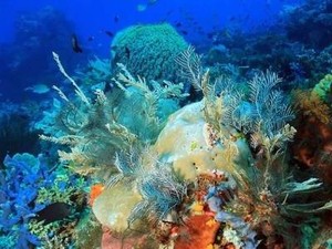 Rasakan Sensasi Menyelam di Situs Warisan Underwater UNESCO