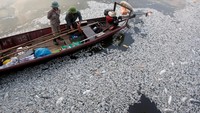 Ribuan ekor ikan ini diduga mati akibat air danau tercemar limbah rumah tangga, restoran, dan hotel yang berada di sekitar danau sehingga kekurangan oksigen. REUTERS/Kham.