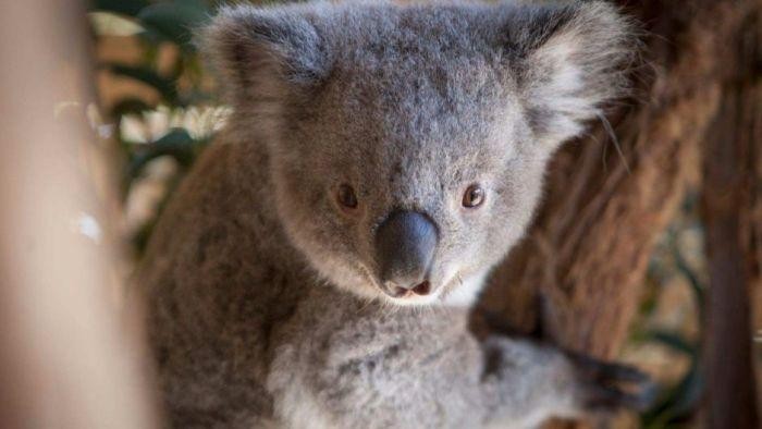 Persahabatan Koala dan Kupu-Kupu Ini Tertangkap Kamera