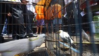 Setelah dilakukan penyelidikan dan penangkapan terhadap kedua tersangka di Tegal Parang, Mampang Prapatan, Jaksel ditemukan 5 ekor kukang Jawa. Kemudian ditangkap juga tersangka SP selaku pemikik akun, dan ditemukan 1 ekor kukang di Kampung Rambutan, Ciracas, Jaktim, kata Kombes Pol Awi Setiyono.