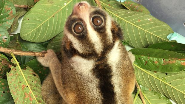  Satwa yang diperdagangkan (Foto: Mei Amelia/detikcom)