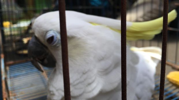  Satwa yang diperdagangkan (Foto: Mei Amelia/detikcom)