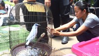 Penjualan hewan langka di Pasar Barito dilakukan tersangka seorang perempuan berinisial P yang memiliki kios di lokasi. Tersangka menjual hewan dilindungi seperti burung Kakatua Jambul Kuning, Kakatua Jambul Hitam, Nuri merah kepala hitam, burung Jalak Bali dan burung Jalak putih.