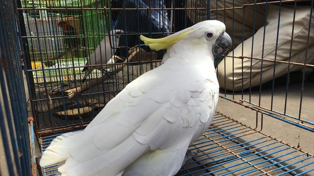  Satwa yang diperdagangkan (Foto: Mei Amelia/detikcom)