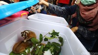 Sementara tersangka ARM dan FS ditangkap atas penjualan hewan langka jenis Kukang melalui Facebook. Dalam akun Facebooknya itu, tersangka secara terang-terangan memposting foto 8 ekor kukang.
