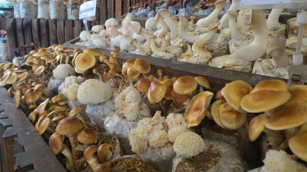 Aneka jamur yang jadi bahan makanan (Fitraya/detikTravel)