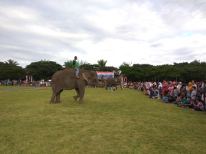 Hibur Warga Aceh, 2 Gajah Ini Asyik Berjoget & Main Bola