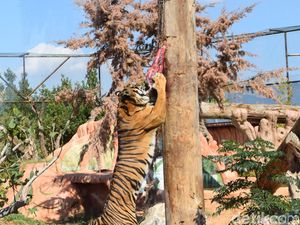 Di Eropa, Harimau Sumatera Jadi Ikon Perlindungan Satwa Langka