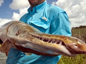 7 Sungai yang Dihuni Ikan Monster