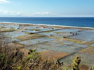 Inilah Sawah di Tengah Laut Bali