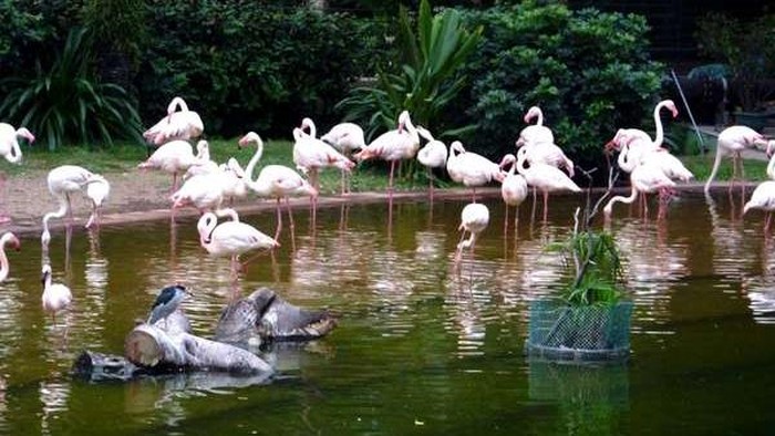 Hong Kong Punya Pertunjukkan Burung di Tengah Kota