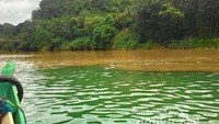 Tidak jauh dari Air Terjun Cikaso, traveler dapat menjumpai Sungai Cikaso. Menariknya, sungai ini memiliki dua warna berbeda (Birin Muhammad/dTraveler)