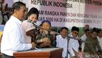 Mentan dan Mendag Panen Jagung Bersama Bagus Kurniawan
