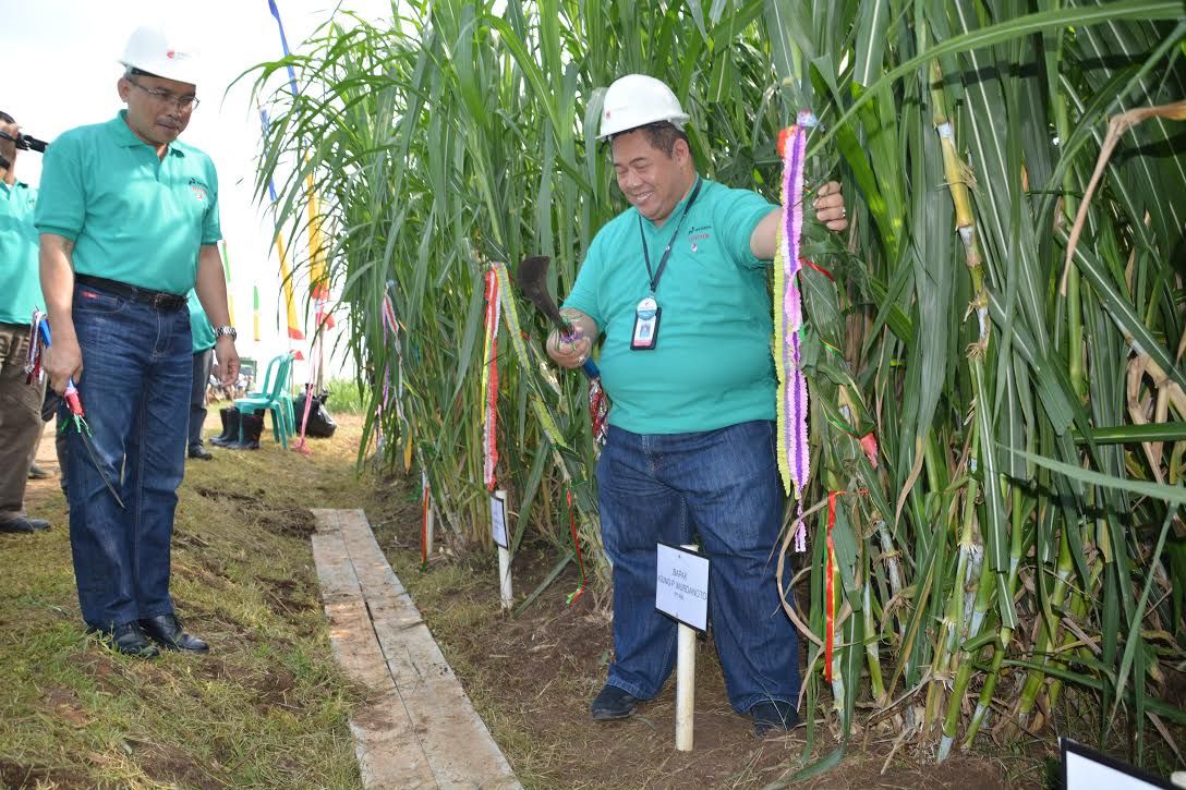 RNI, Pertamina, dan Toyota Kembangkan Rumput Gajah Jadi Biofuel