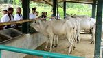 Mentan dan Mendag Panen Jagung Bersama Bagus Kurniawan