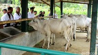 Mentan dan Mendag mengunjungi kelompok peternak sapi Rukun Maju Makmur di Desa Siti Adi Kecamatan Puring kebumen.