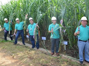 RNI, Pertamina, dan Toyota Kembangkan Rumput Gajah Jadi Biofuel