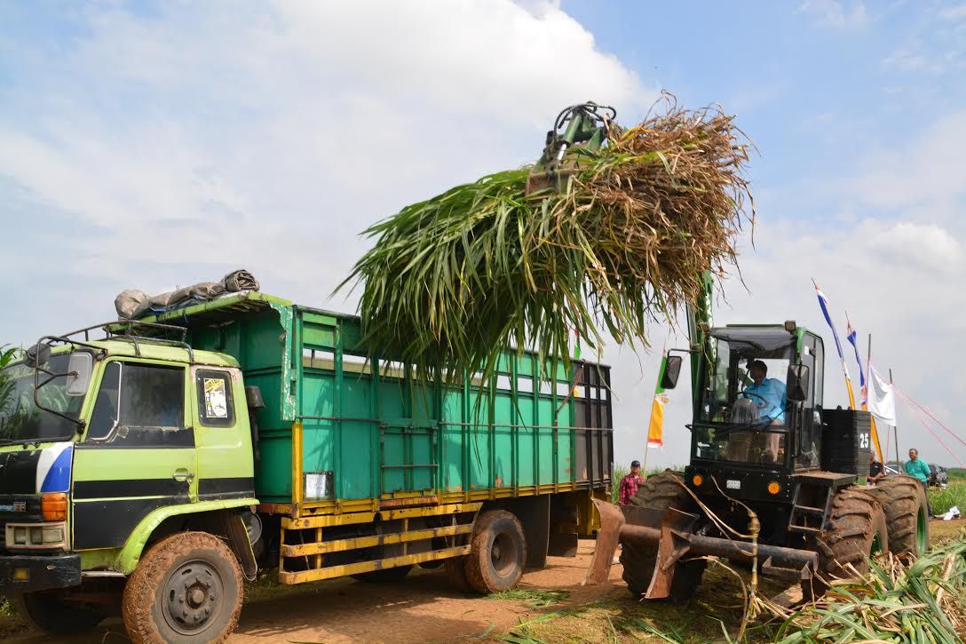 RNI, Pertamina, dan Toyota Kembangkan Rumput Gajah Jadi Biofuel