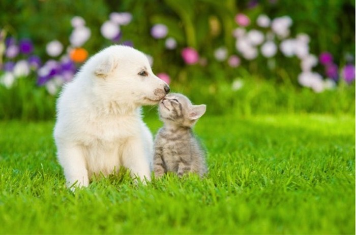 Intip Rahasia Makanan Sehat Untuk Anjing Dan Kucing