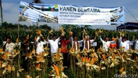 Panen raya jagung dilakukan di Desa Ambal Kliwonan Kecamatan Ambal, Kebumen, Jawa Tengah.