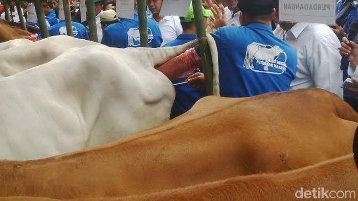 Mentan Canangkan Program 3 Juta Ternak Sapi Bunting pada 2017