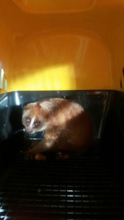 Patut Dicontoh! Warga Serahkan Kukang dan Orangutan ke BKSDA