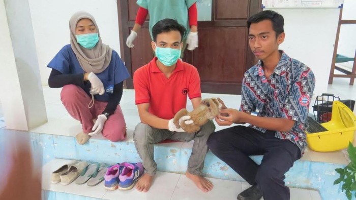 Patut Dicontoh! Warga Serahkan Kukang dan Orangutan ke BKSDA