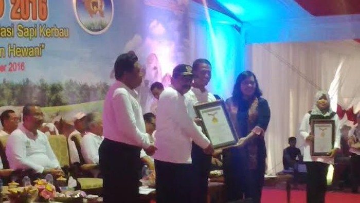 2016 Ternak Sapi Inseminasi Buatan Jatim Telorkan Rekor MURI