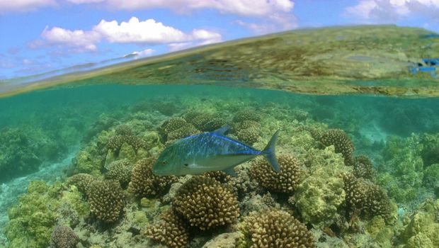 Terumbu karang yang menjadi rumah bagi para biota laut (James Watt/Papahanaumokuakea)