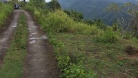 Waktu terbaik untuk berkunjung ke Bukit Pelolat adalah selepas hujan, karena kabut akan mulai menghilang. Pemandangan indah Bukit Pelolat sudah siap untuk menanti traveler yang liburan ke Pulau Lombok (Masaul/detikTravel)