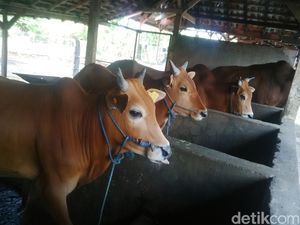 Program Wajib untuk Sapi Indukan, Amran: Nggak Bunting, Dipotong