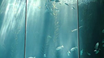 Tampak cukup baik dalam suasana low light. Foto: Google