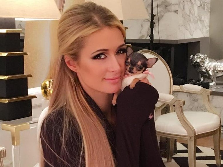 Paris Hilton Pamer Anjing Peliharaan Baru Seharga Rp 104 Juta Paris Hilton Pamer Anjing Peliharaan Baru Seharga Rp 104 Juta