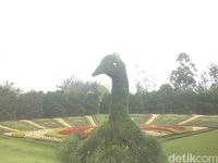 Merak raksasa yang terbuat dari pohon (Afif/detikTravel)